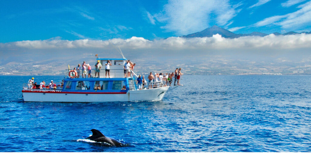 whale watching in Tenerife_Family Activities in Tenerife